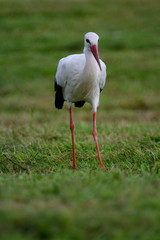 White Stork striding within green grassland, shallow depth of field
