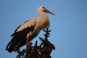 Close-up of a White Stork on a tree