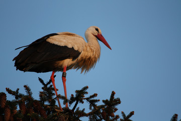White Stork with blue sky in the Background on a tree