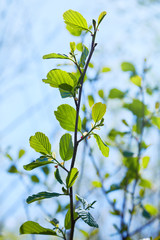 Obraz premium Branch of Alnus glutinosa, the common alder, black alder in spring.