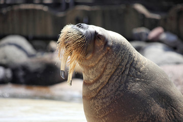 Lion des mers