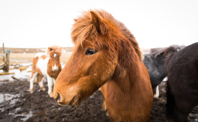 Fototapeta premium Islandpferd