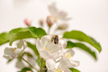 Honey bee is collecting pollen on a blossoming apple tree against isolated white background