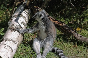 ringtailed lemur in zoo