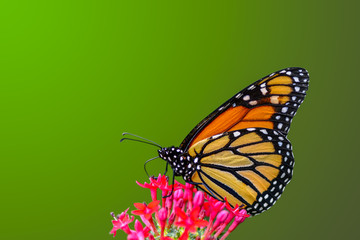 Closeup   beautiful butterfly sitting on flower