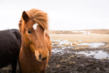 Obraz premium Islandpferd