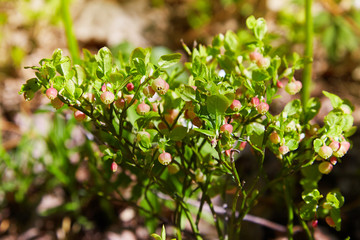 A shrub of European blueberry (Vaccinium uliginosum)  in bloom in the forest in May. Bushes with Green unripe blueberry in early spring. Wild Young blueberry in blooming. 