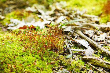 Polytrichum juniperinum, commonly known as juniper haircap or juniper polytrichum moss. Capsules of hair cap moss, producing spores 