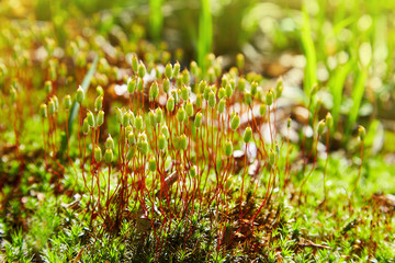Polytrichum juniperinum, commonly known as juniper haircap or juniper polytrichum moss. Capsules of hair cap moss, producing spores 