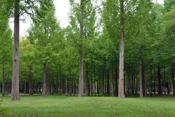 메타쉐콰이어 나무 숲