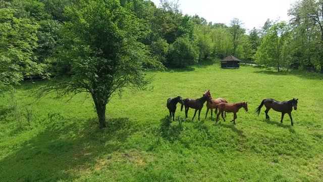 pictorial picture thoroughbred horses stand on green glade among forestry highland under large tree in morning sunlight