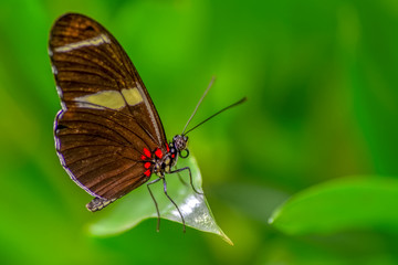 Obraz na płótnie Canvas Closeup beautiful butterfly sitting on flower