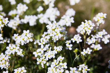 White arabis caucasica flowers in the garden