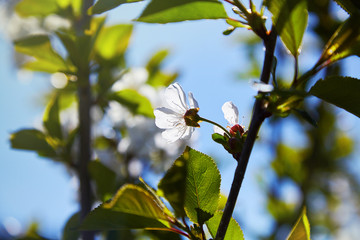 Flowering fruit tree on a spring day
