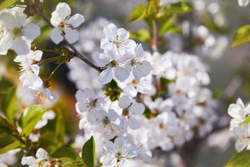 Flowering fruit tree on a spring day