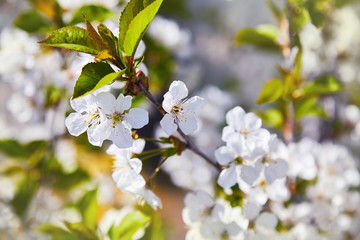 Flowering fruit tree on a spring day