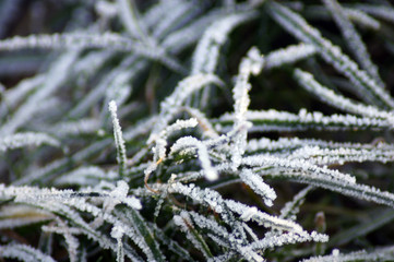 Nahaufnahme von Eiskristallen im Winter