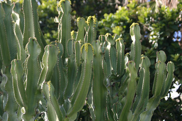 Organ pipe cactus with flowers