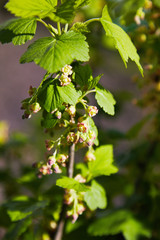 Blooming currant plants in a spring garden. Closeup branches currants with a selective focus on a nature green background.