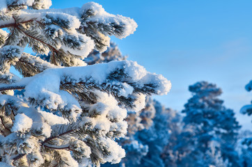 Beautiful Christmas landscape