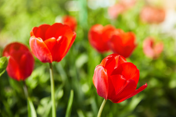 Obraz premium Group of colorful tulips lit by sunlight. Soft selective focus, tulips close up, toning. Bright colorful tulip photo background