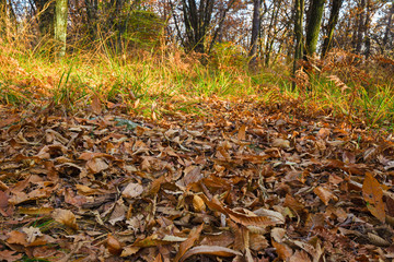 Panoramic view of the forest, with its bright colors, in an autumn afternoon.