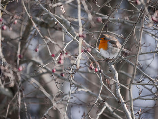Rouge-Gorge élégant