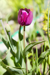 Colorful tulip lit by sunlight. Soft selective focus, tulip close up, toning. Bright colorful tulip photo background