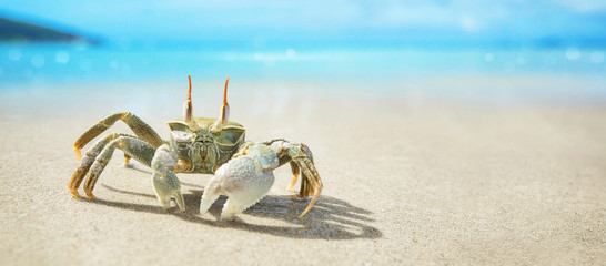 Seychelles Crab on the Ocean Coast. Tropical Island - obrazy, fototapety, plakaty