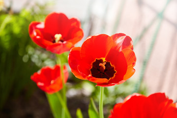 Fototapeta premium Group of colorful tulips lit by sunlight. Soft selective focus, tulips close up, toning. Bright colorful tulip photo background