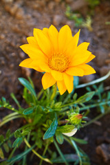 Flower gazania: yellow Flower gazania.