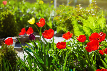 Group of colorful tulips lit by sunlight. Soft selective focus, tulips close up, toning. Bright colorful tulip photo background