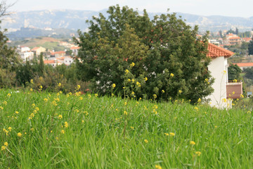 Green grass and yellow wildflowers