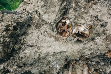Old roots of the tree with ground. Natural texture background.