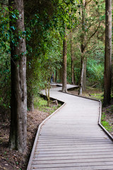 Wooden path in the forest