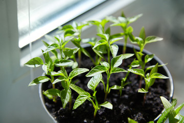 Seedling Of Peppers. Young Green Plants Peppers With Leaves Grow From Seeds In Ground In Boxes On Windowsill Indoor. Potted Peppers Seedlings Green Leaves Paprika.