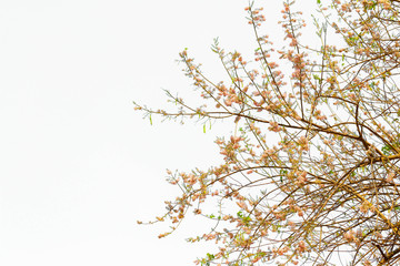 blooming Flowers and branches isolated on white background