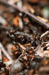 Ants under the leaves