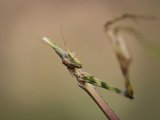 Mantis, Empusa pennata (Thunberg, 1815), in some bushes near the city of Almansa, Spain