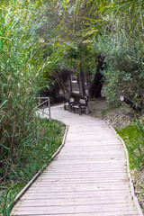 Wooden walkway and two benches in the forest