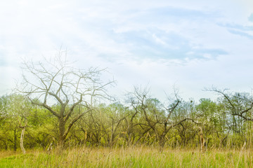 Obraz premium Park nature path in the meadow