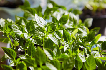 Seedling Of Peppers. Young Green Plants Peppers With Leaves Grow From Seeds In Ground In Boxes On Windowsill Indoor. Potted Peppers Seedlings Green Leaves Paprika.