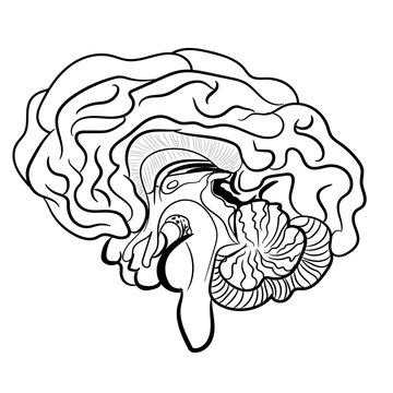 Human brain on white background. Anatomically correctly outline of human brains. Vector illustration. The picture for textbooks with anatomy. Middle and anterior-posterior section of the brain.