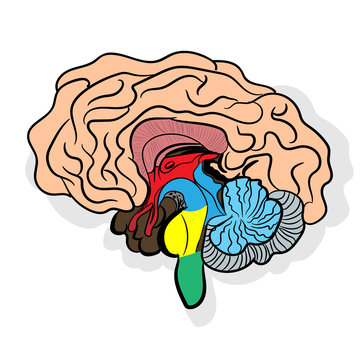 Anatomically correctly outline  of human brains. The picture for textbooks with anatomy. Middle and anterior-posterior section of the brain. vector illustration of human brain on white background. 