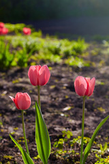 Group of colorful tulips lit by sunlight. Soft selective focus, tulips close up, toning. Bright colorful tulip photo background