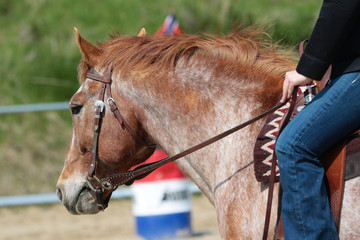 Western horse in close-up on a tournament in a trail and flagrace..