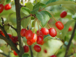 Goumi, Gumi, Natsugumi, Cherry Silverberry, Cherry Elaeagnus