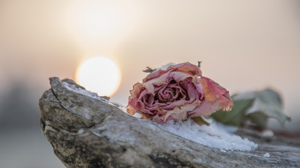 Verblühte Rose im Winter Stillleben