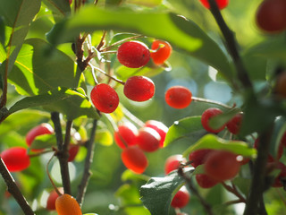 Cherry Silverberry, Cherry Elaeagnus