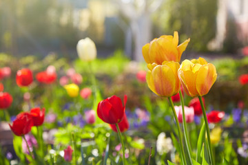 Group of colorful tulips lit by sunlight. Soft selective focus, tulips close up, toning. Bright colorful tulip photo background